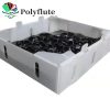 carrugated plastic box for packaging seafood